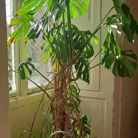 Séjour à la campagne Cregg Castle *