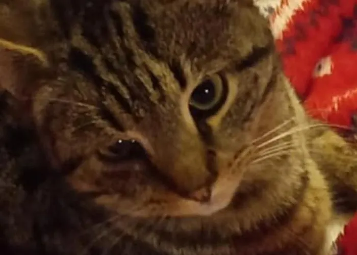 Lantställe Cregg Castle Galway