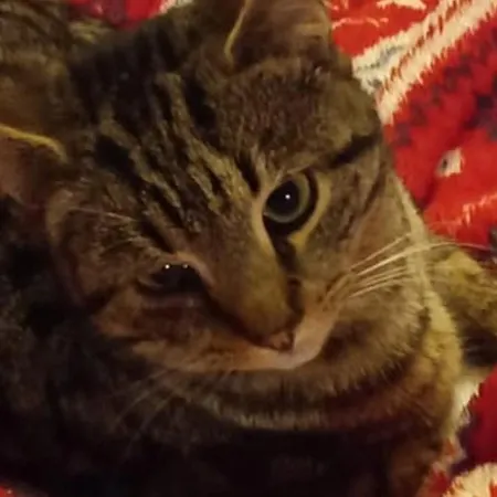 Landhaus Cregg Castle Galway