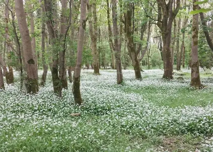 Cregg Castle Casa de Campo *