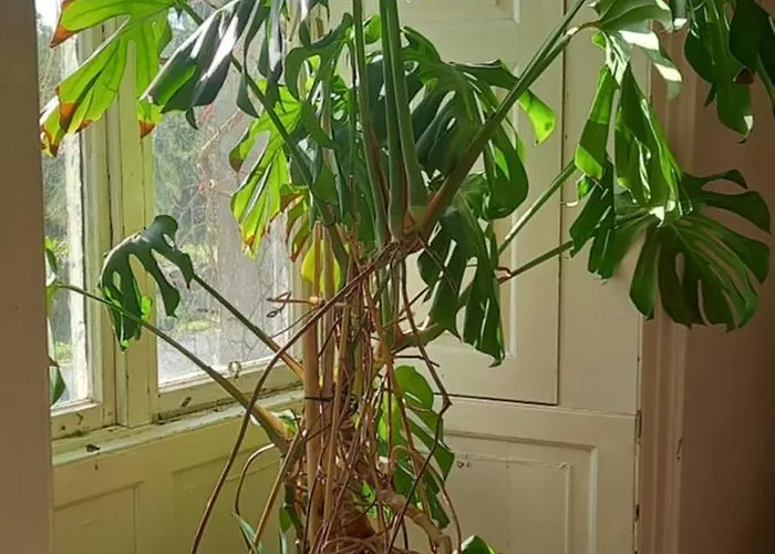 Casa de Campo Cregg Castle *